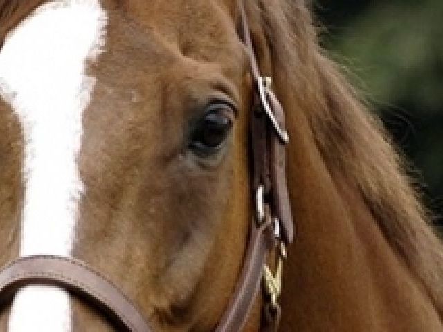 乗馬クラブ クレイン京都の画像1